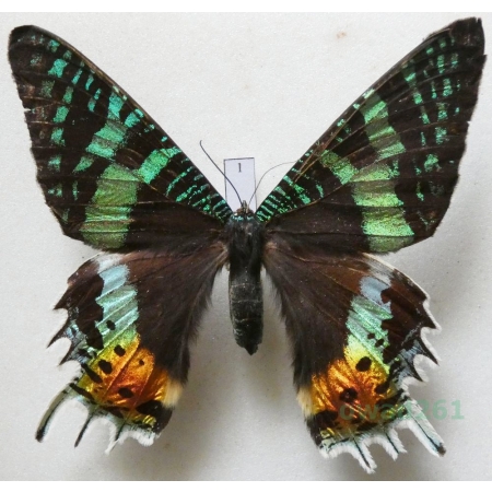 Chrysiridia rhipheus (Drury, 1773) Madagascar 83mm1